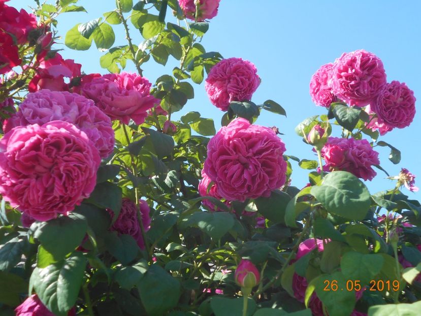  - Madame Isaac Pereire