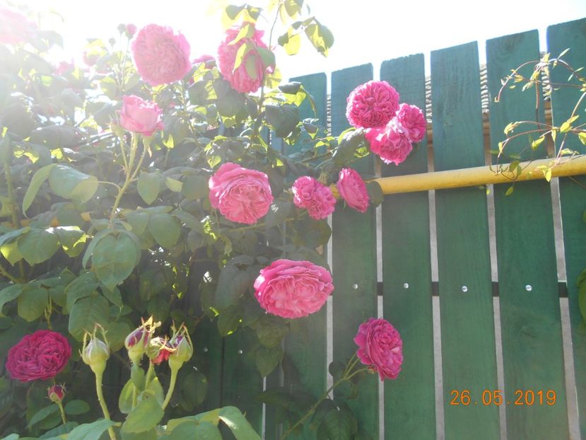  - Madame Isaac Pereire