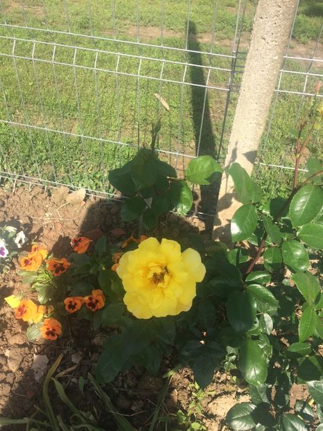 image - Florile mele