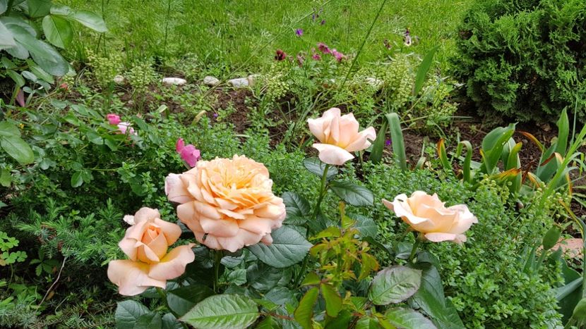  - 2019 Gradina Rozelor