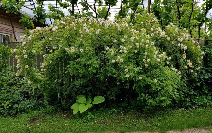  - 2019 Gradina Rozelor