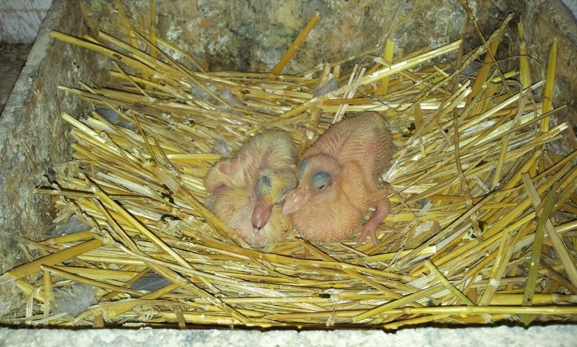 PERECHEA  3    M  -  F   . - 04 PUI TEXANI 2019