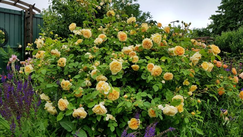  - 2019 Mai Idilic Garden