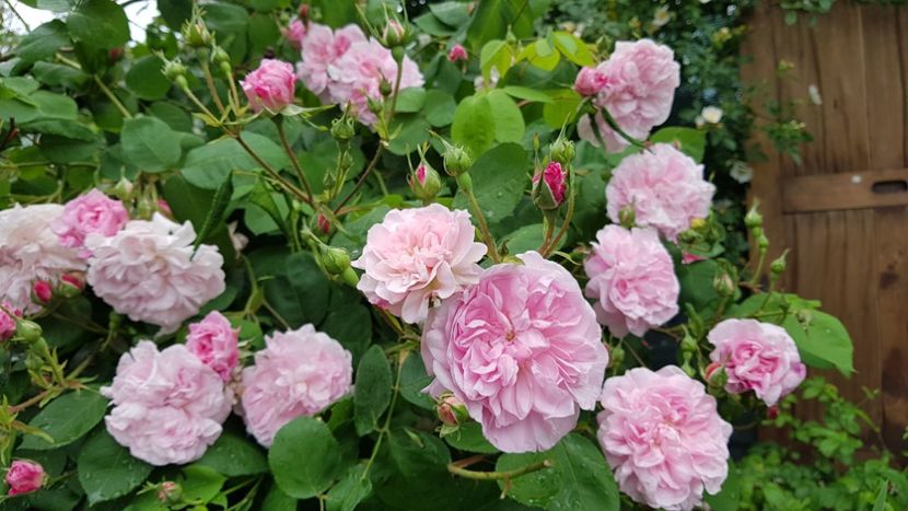  - 2019 Mai Idilic Garden