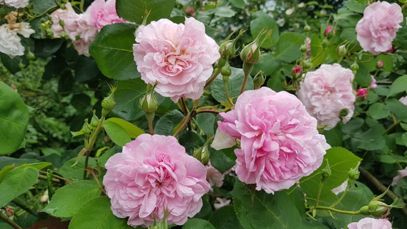  - 2019 Mai Idilic Garden