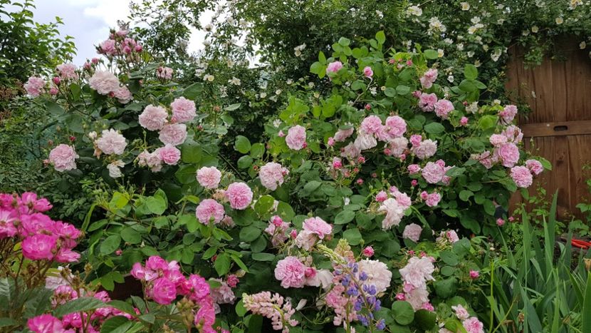  - 2019 Mai Idilic Garden