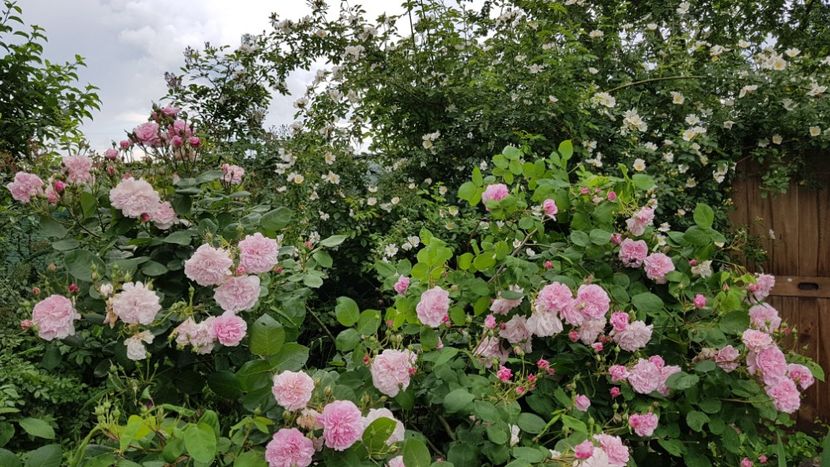  - 2019 Mai Idilic Garden