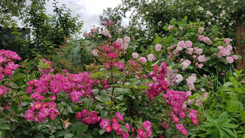  - 2019 Mai Idilic Garden