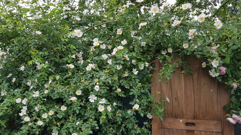  - 2019 Mai Idilic Garden