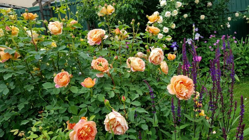  - 2019 Mai Idilic Garden