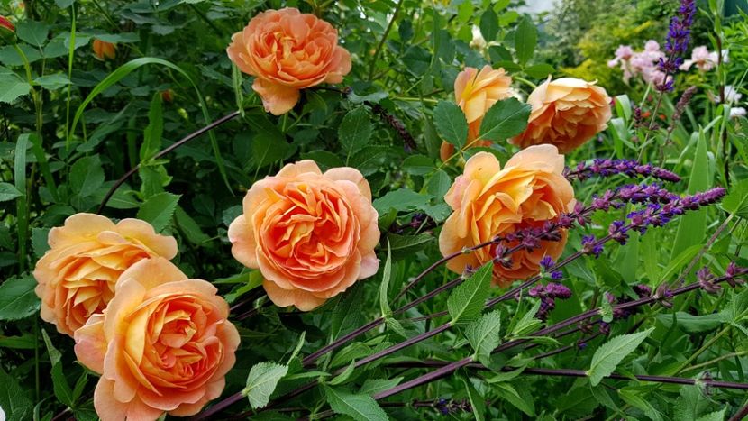  - 2019 Mai Idilic Garden