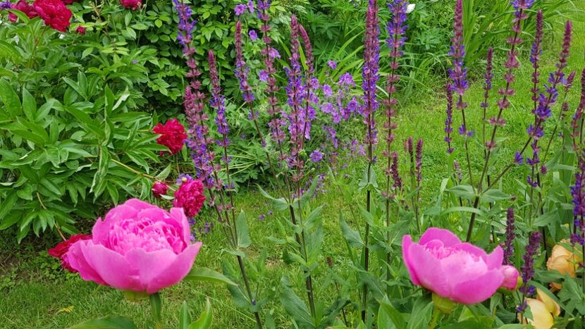  - 2019 Mai Idilic Garden