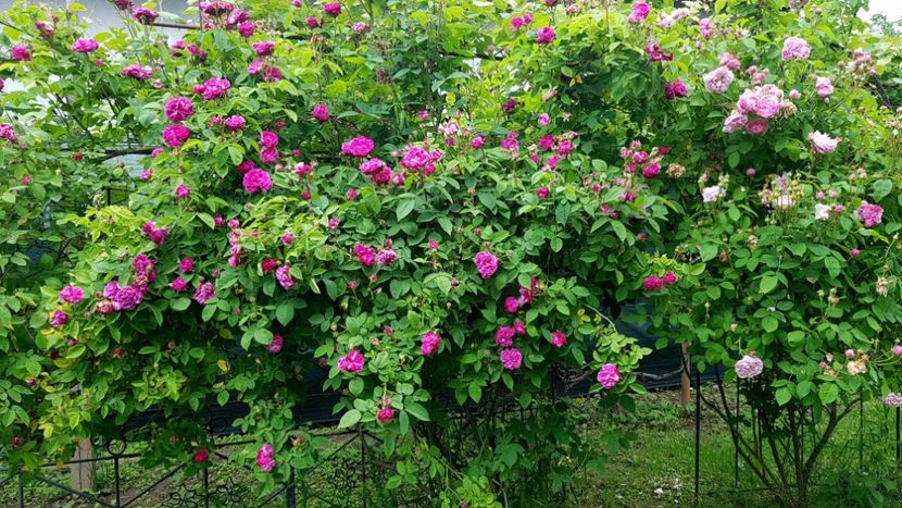  - 2019 Mai Idilic Garden