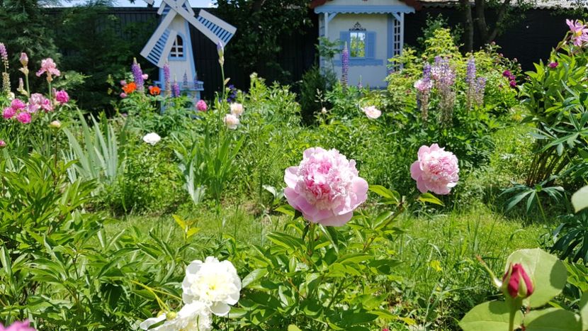  - 2019 Mai Idilic Garden