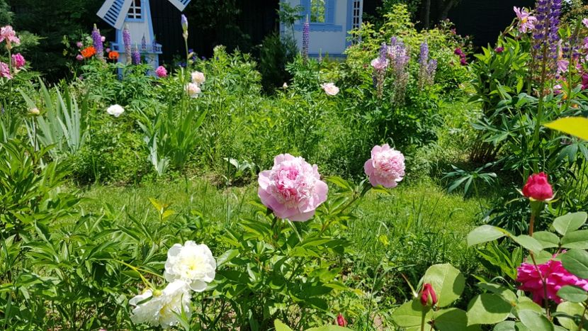  - 2019 Mai Idilic Garden