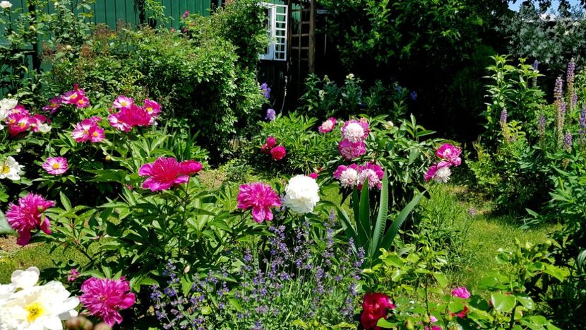  - 2019 Mai Idilic Garden