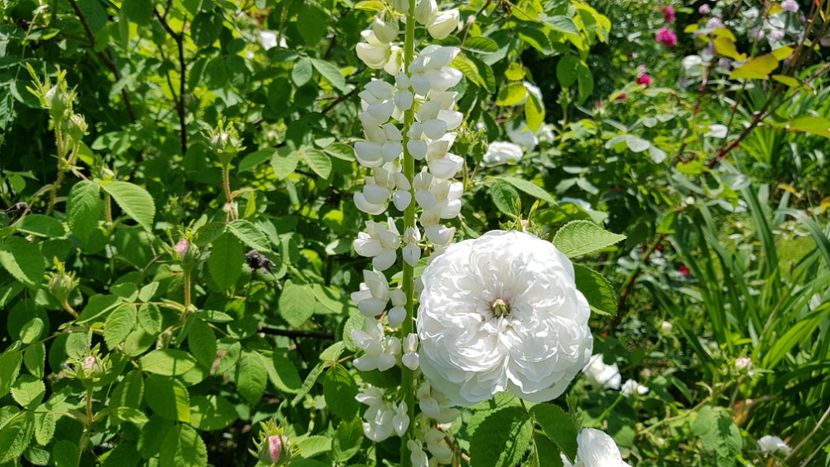  - 2019 Mai Idilic Garden