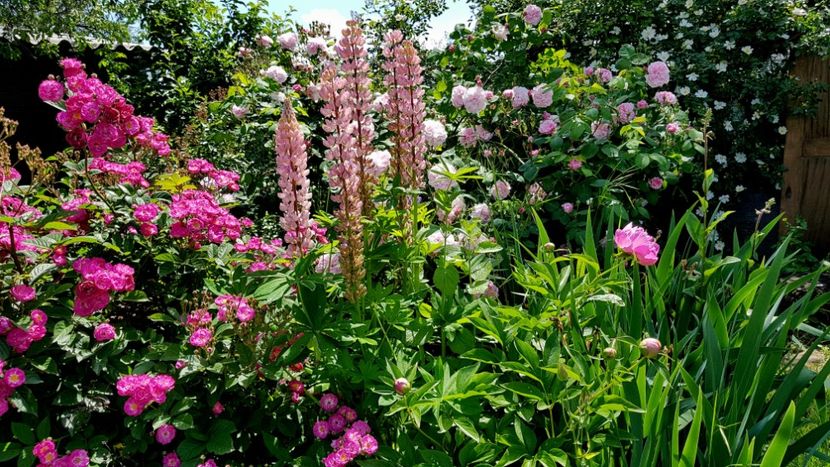  - 2019 Mai Idilic Garden