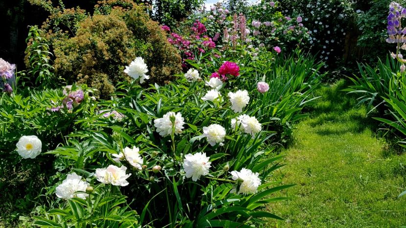  - 2019 Mai Idilic Garden