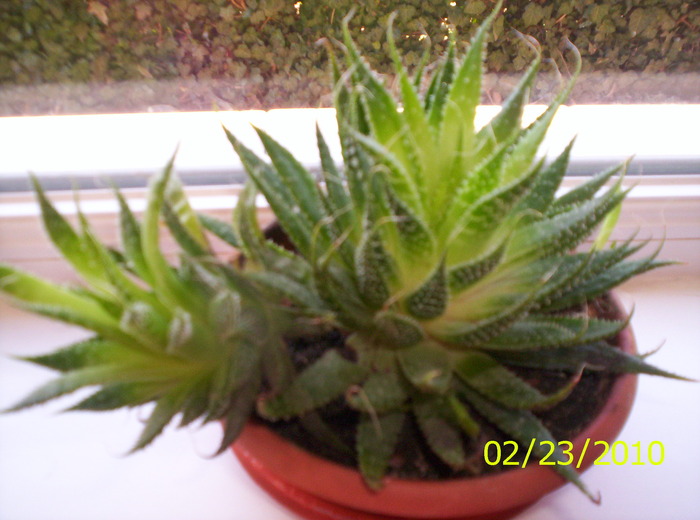 Aloe aristata - F L O R I de tot felul 2009