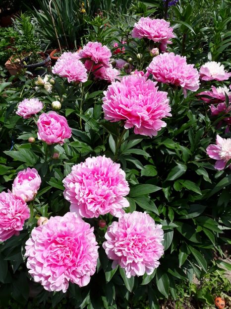 Monsieur Jules Elie - 9-Bujori