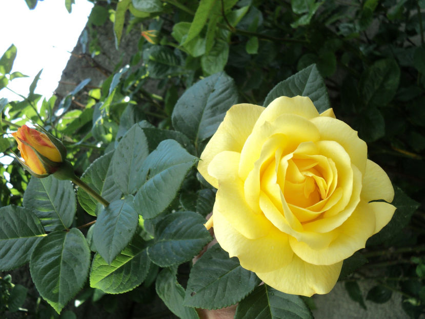 mai 2019 - Necunoscut 4 de la Monik Mabella ?