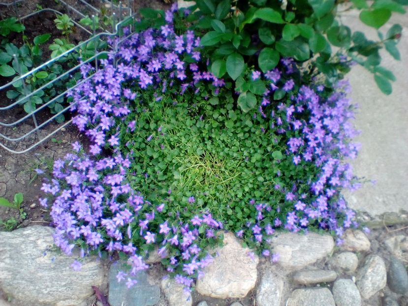  - Campanula portenschlagiana