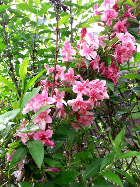  - AAAAA__WEIGELA_2019_2020