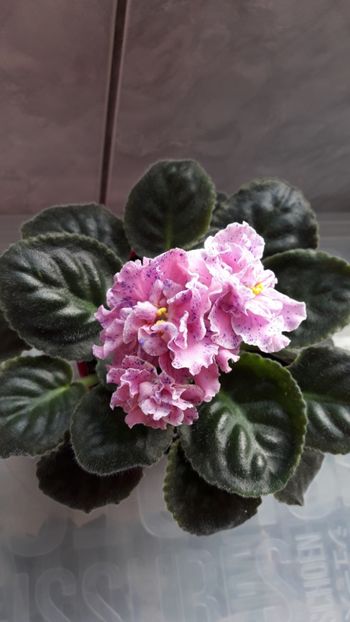 Mai 2019 - LE ROZMARI