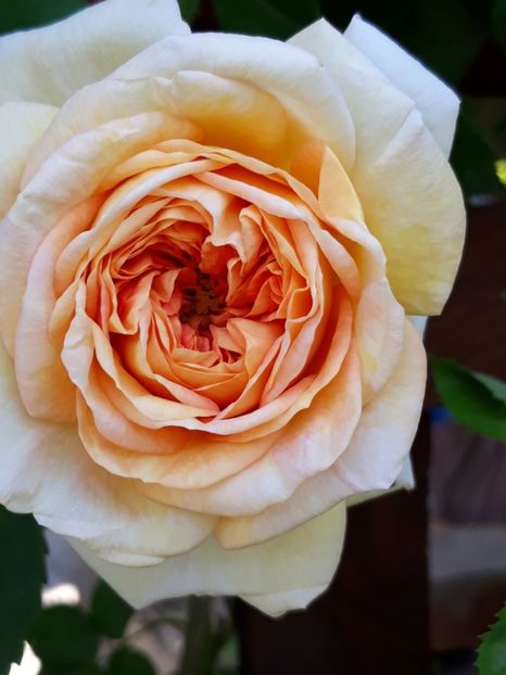  - Rose 2019