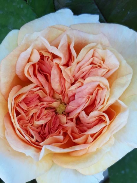 - Rose 2019