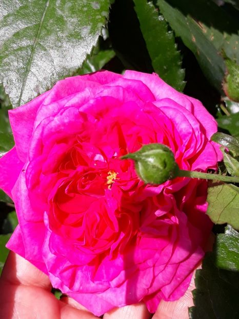  - Rose 2019