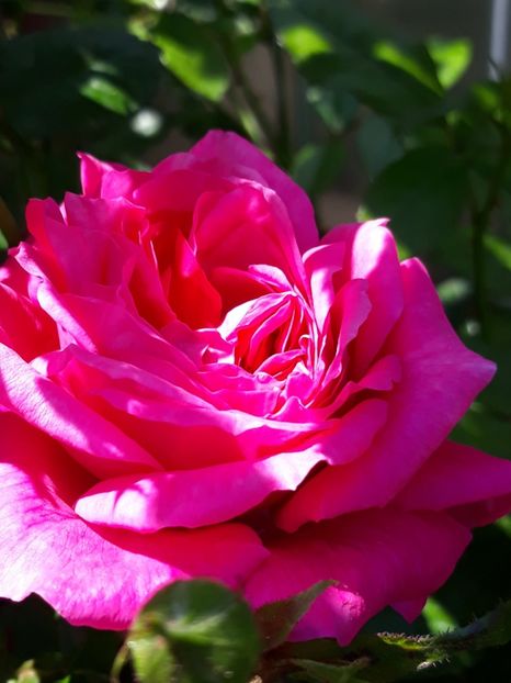  - Rose 2019
