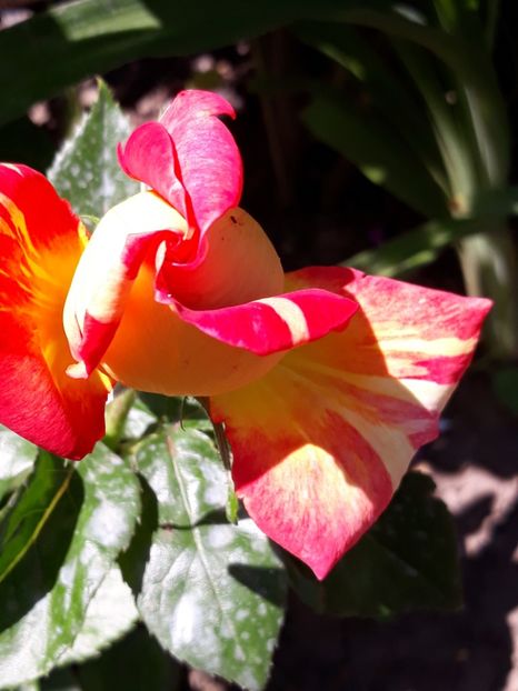  - Rose 2019
