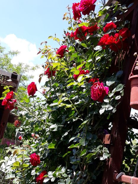  - Rose 2019