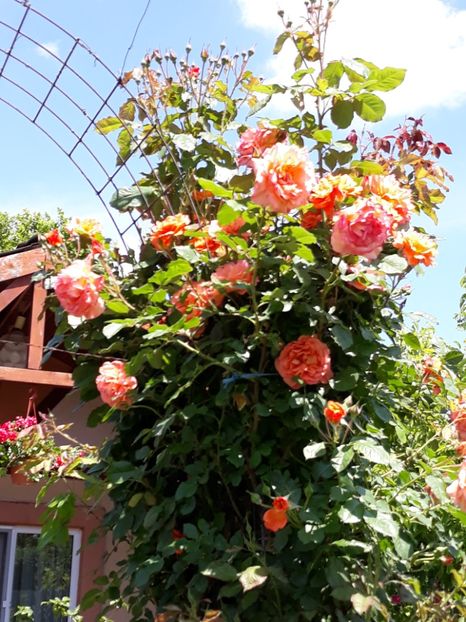  - Rose 2019