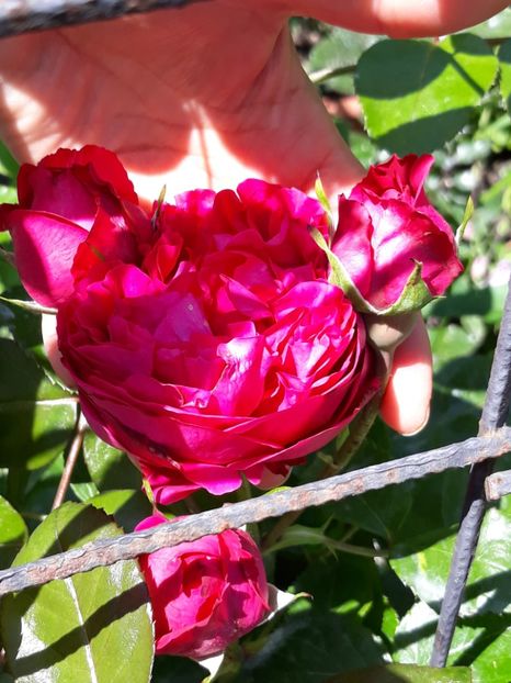  - Rose 2019
