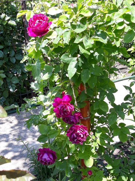  - Rose 2019