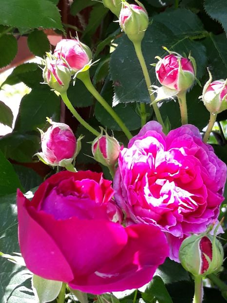  - Rose 2019