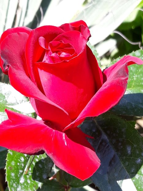  - Rose 2019