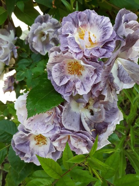  - Rose 2019