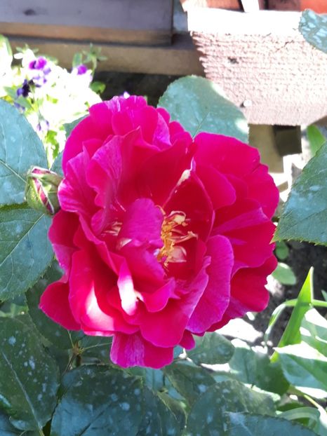  - Rose 2019