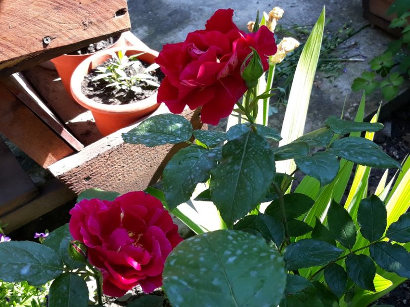  - Rose 2019
