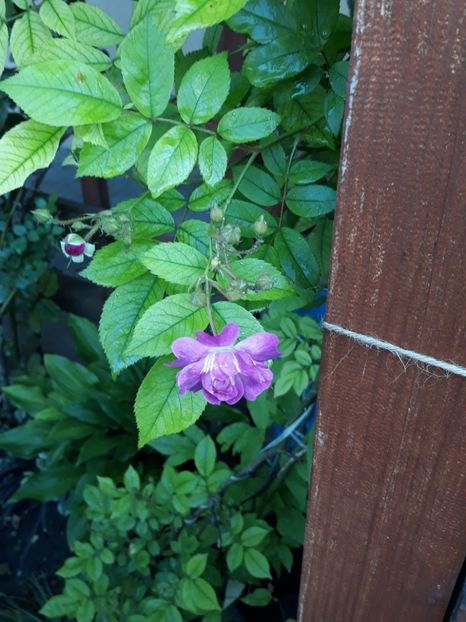  - Rose 2019