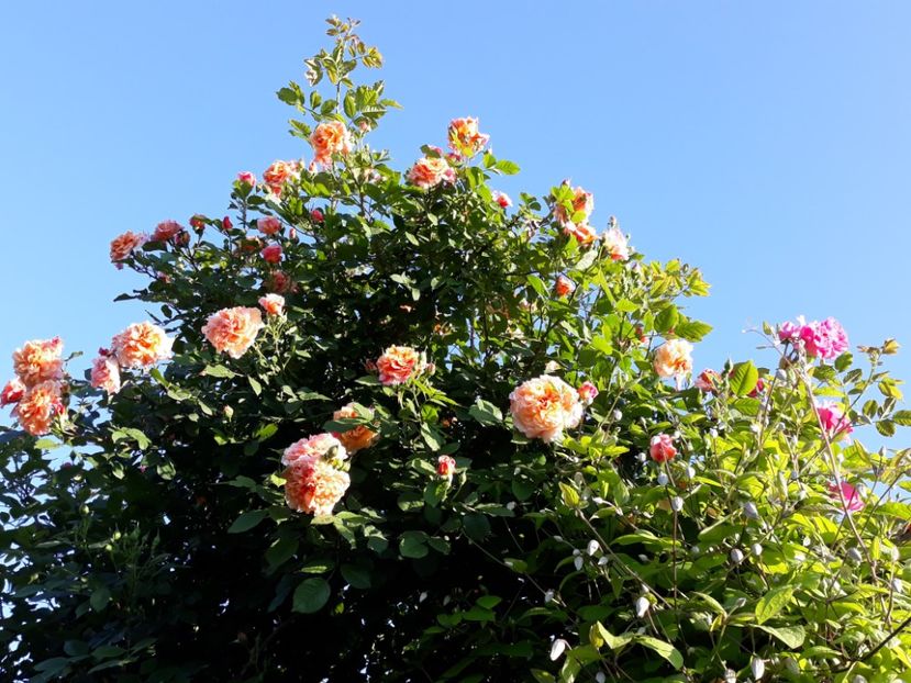  - Rose 2019