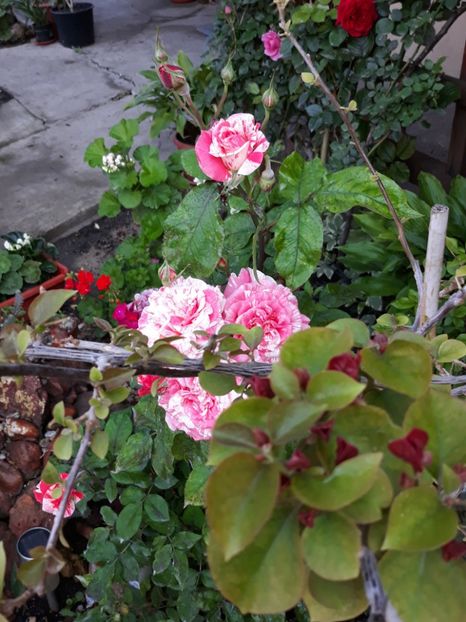  - Rose 2019