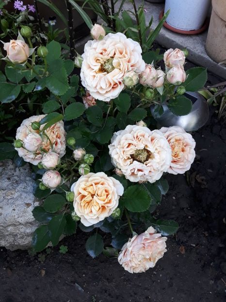  - Rose 2019