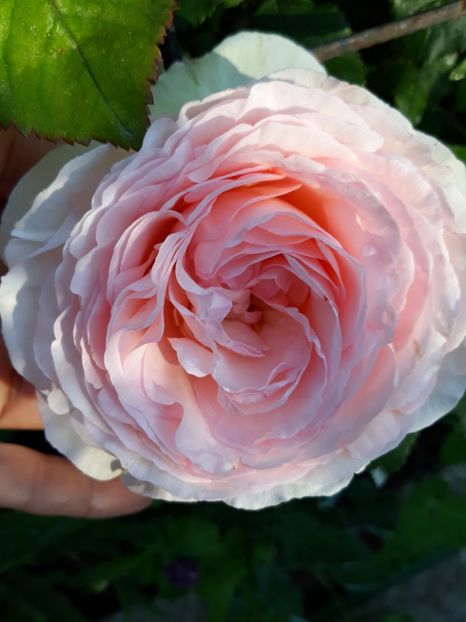  - Rose 2019