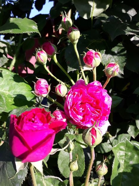  - Rose 2019