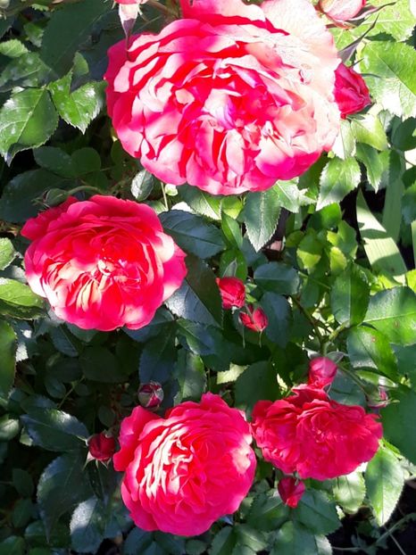  - Rose 2019